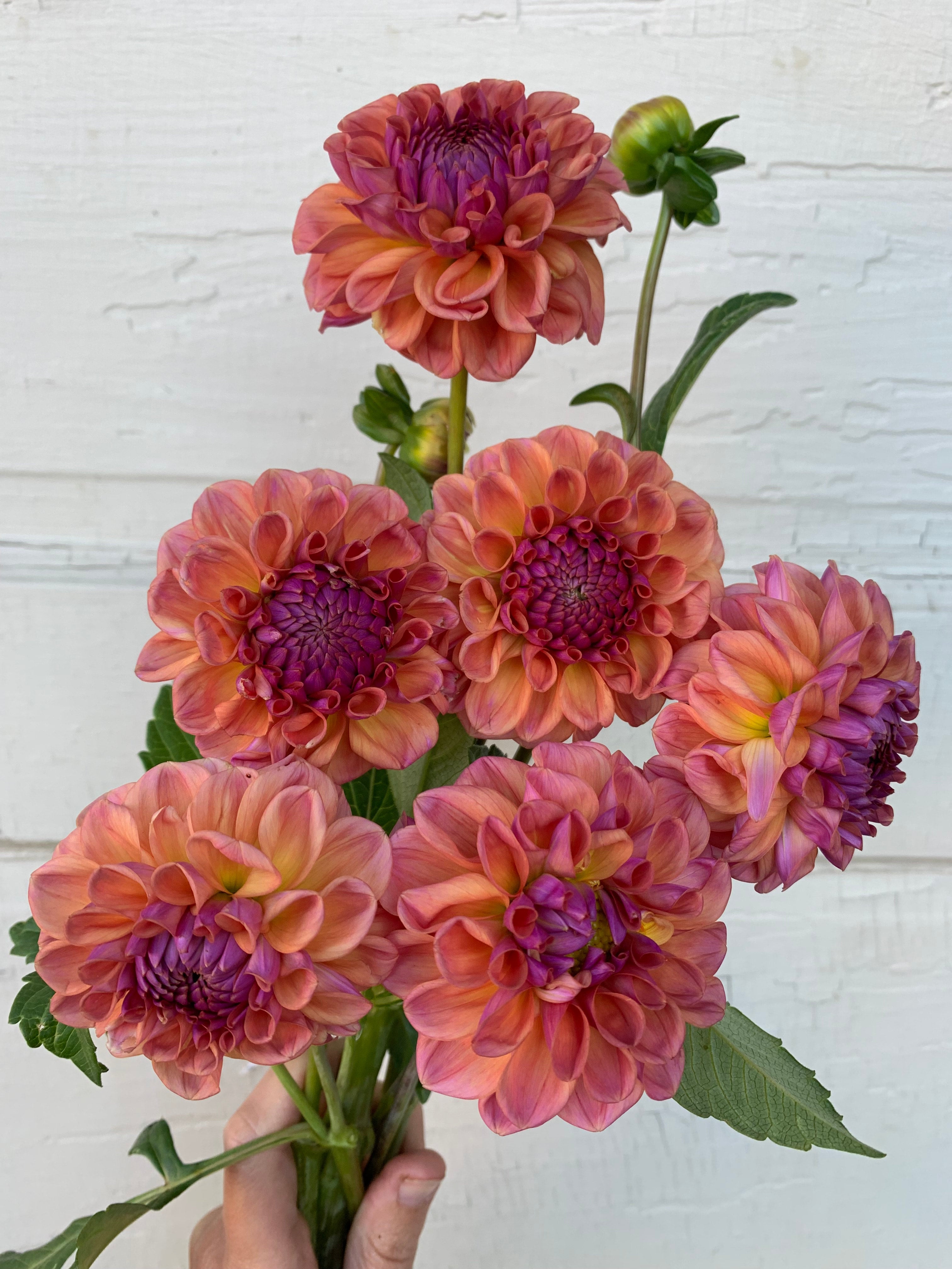Chewy - Dahlia Tuber | Three Little Buds Flowers